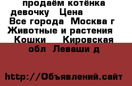 продаём котёнка девочку › Цена ­ 6 500 - Все города, Москва г. Животные и растения » Кошки   . Кировская обл.,Леваши д.